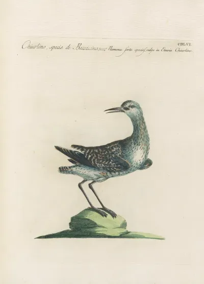 Ornithologia Methodice Digesta Pl 438