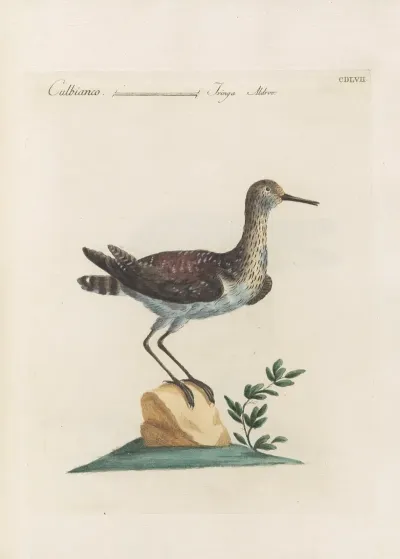 Ornithologia Methodice Digesta Pl 439