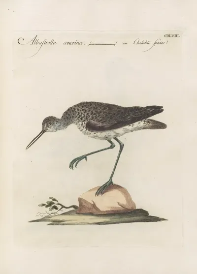 Ornithologia Methodice Digesta Pl 440