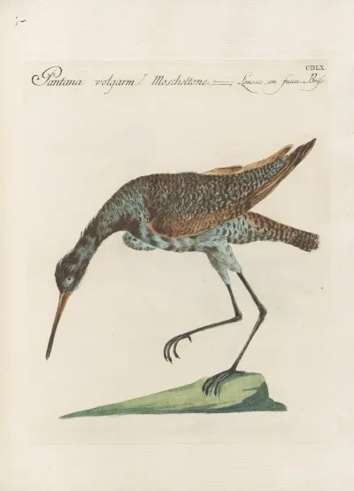 Ornithologia Methodice Digesta Pl 442