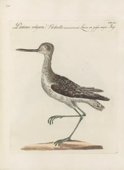 Ornithologia Methodice Digesta Pl 443