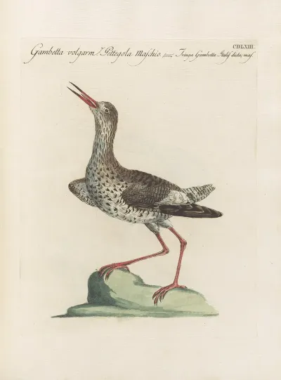 Ornithologia Methodice Digesta Pl 445