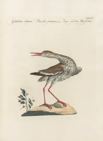 Ornithologia Methodice Digesta Pl 446