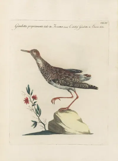 Ornithologia Methodice Digesta Pl 447