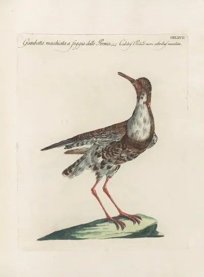Ornithologia Methodice Digesta Pl 449