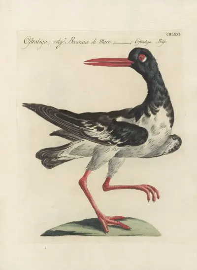 Ornithologia Methodice Digesta Pl 453
