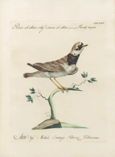 Ornithologia Methodice Digesta Pl 458
