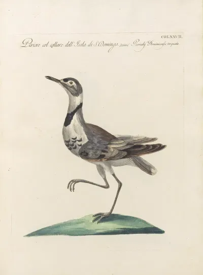 Ornithologia Methodice Digesta Pl 459