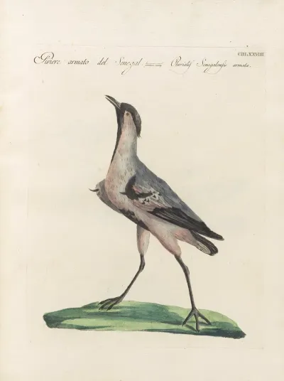 Ornithologia Methodice Digesta Pl 460