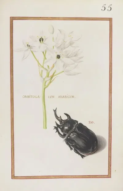 Ornitogalum Arabicum