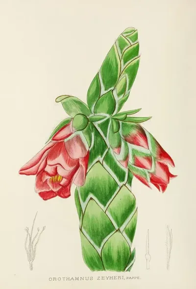 Orothamnus Zeyheri