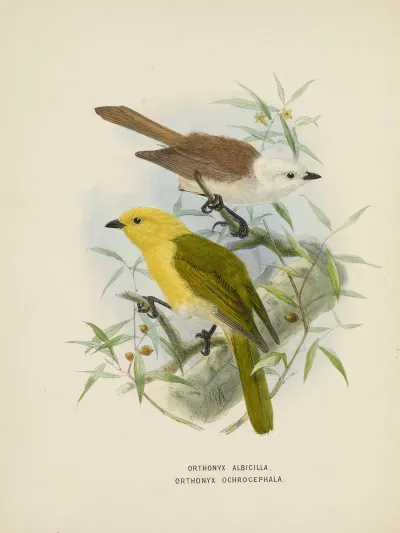 Orthonyx Albicilla Abd Orthonyx Ochrocephala