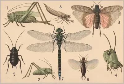 Orthoptera 3