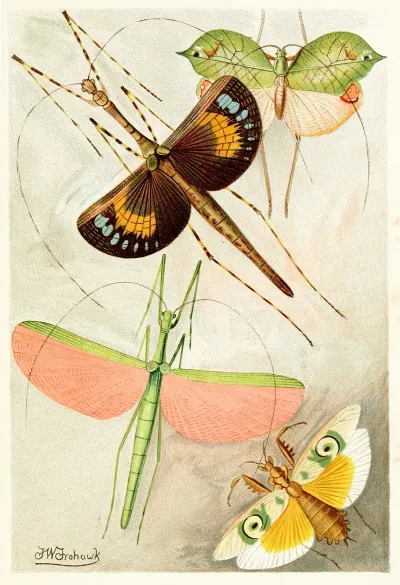 Orthoptera