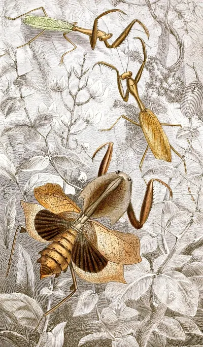 Orthopteres Pl Ii