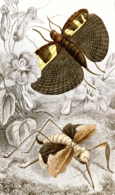 Orthopteres Pl Iii