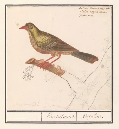 Ortolaan Emberiza Hortulana