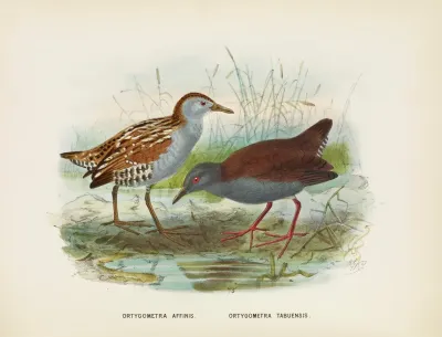 Ortygometra Affinis And Ortygometra Tabuensis