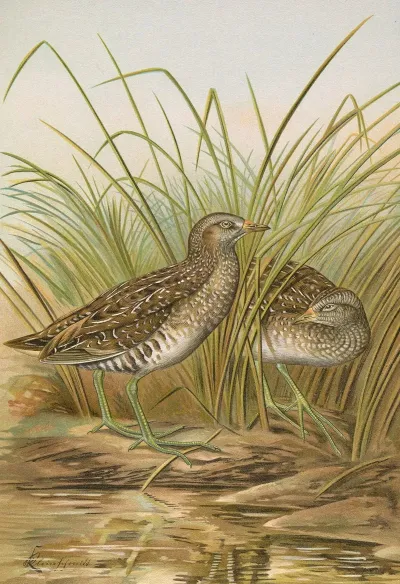 Ortygometra Porzana