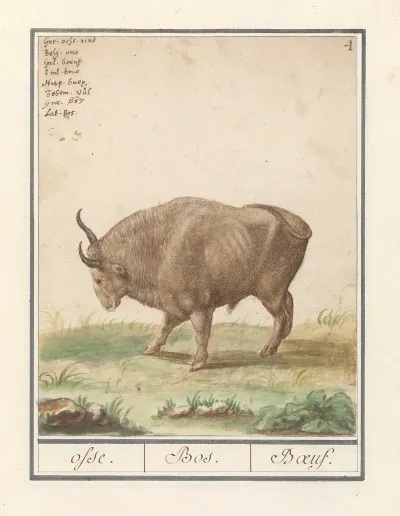 Os Bos Taurus Osse Bos Boeuf