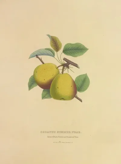 Osbands Summer Pear