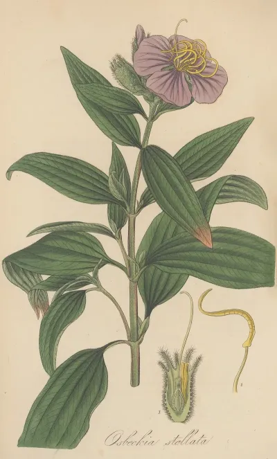 Osbeckia Stellata
