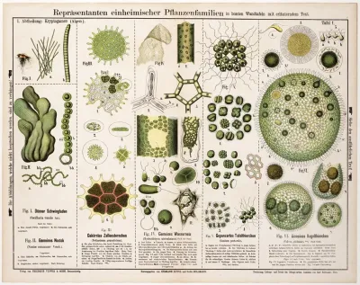 Oscillaria Tenuis Nostoc Commune Pediastrum Granulatum Hydrodiction Utriculatum Gonium Pectorale Volvox Globator