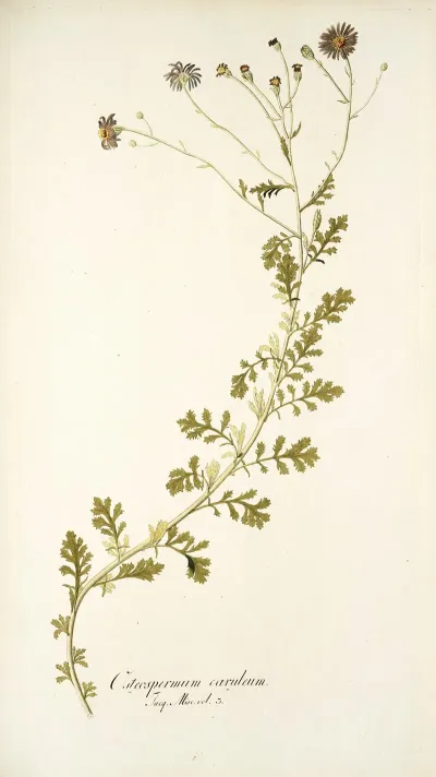 Osteospermum Caeruleum