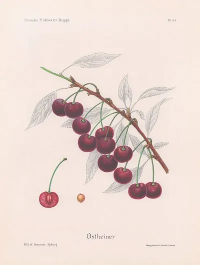 Ostheimer
