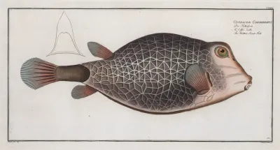 Ostracion Concatenatus The Knitted Trunk Fish