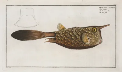 Ostracion Cornutus The Horn Fish
