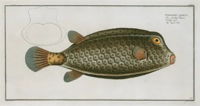 Ostracion Cubicus The Square Fish