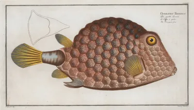 Ostracion Tricornus The Triangular Fish