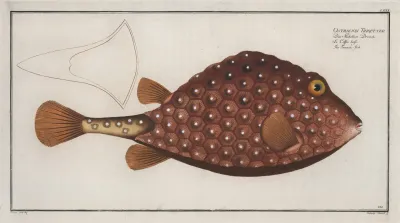 Ostracion Triqueter The Trunck Fish