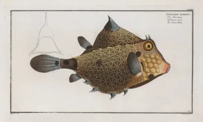 Ostracion Turritus The Turret Porter
