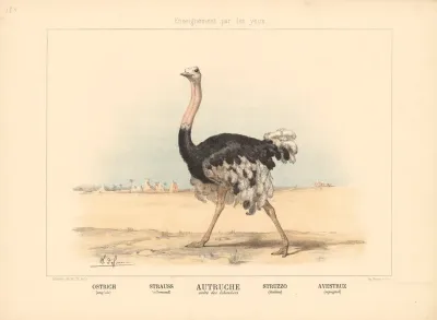 Ostrich 3