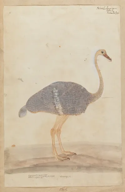 Ostrich