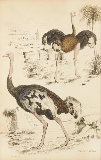 Ostriches