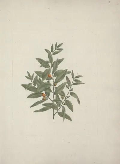 Osyris Lanceolate A Dc African Sandalwood