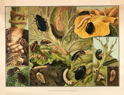 Other Pests Of Cabbage And Rapeseed
