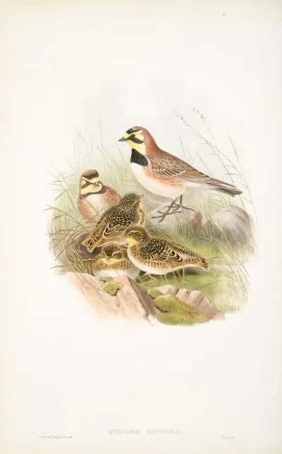 Otocoris Alpestris Shore Lark