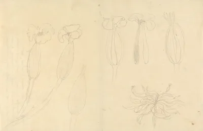 Ottelia Ulvifolia