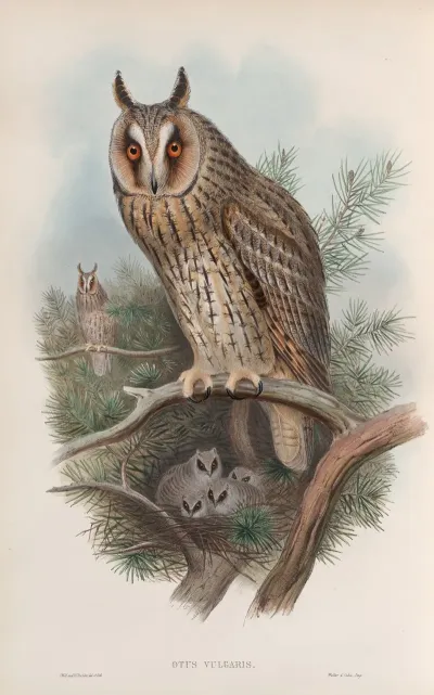 Otus Vulgris Long Eared Owl