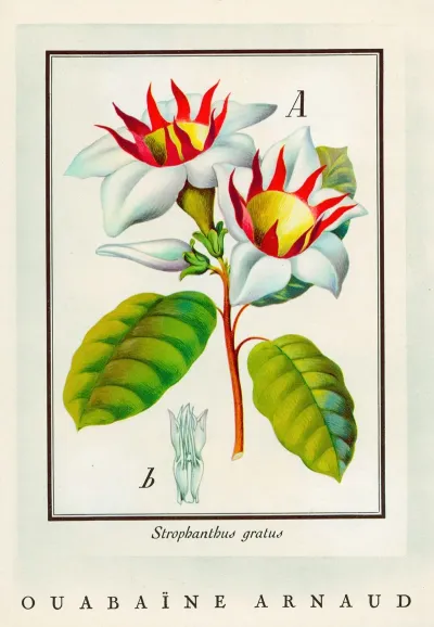 Ouabaine Arnaud