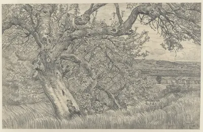 Oude Boom In Glooiend Landschap