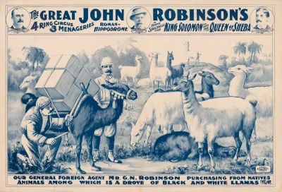 Our General Foreign Agent Mr G N Robinson Purchasing A Drove Of Black White Llamas