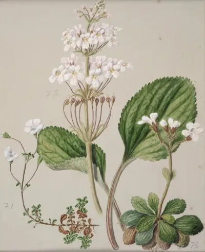 Ourisia