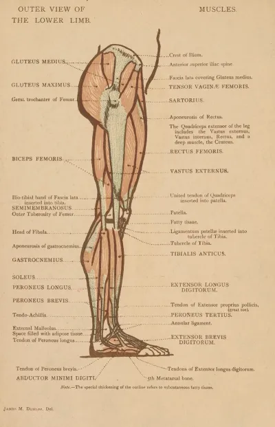 Outer View Of The Lower Limb