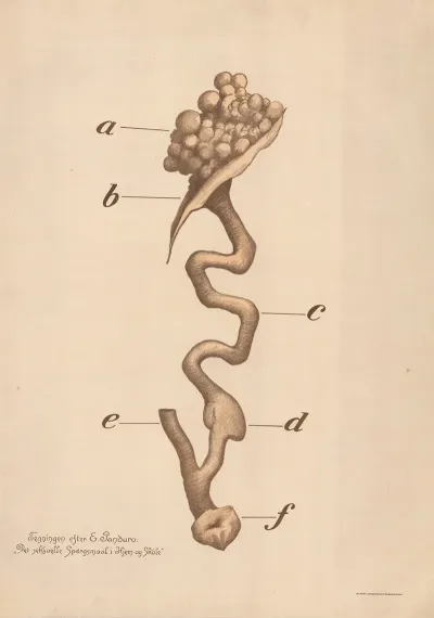 Ovary And Fallopian Tube