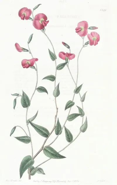 Ovate Chorozema